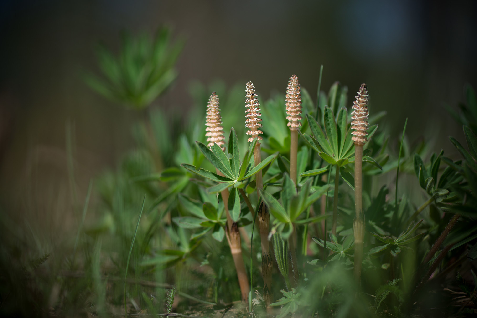 Equisetum arvense